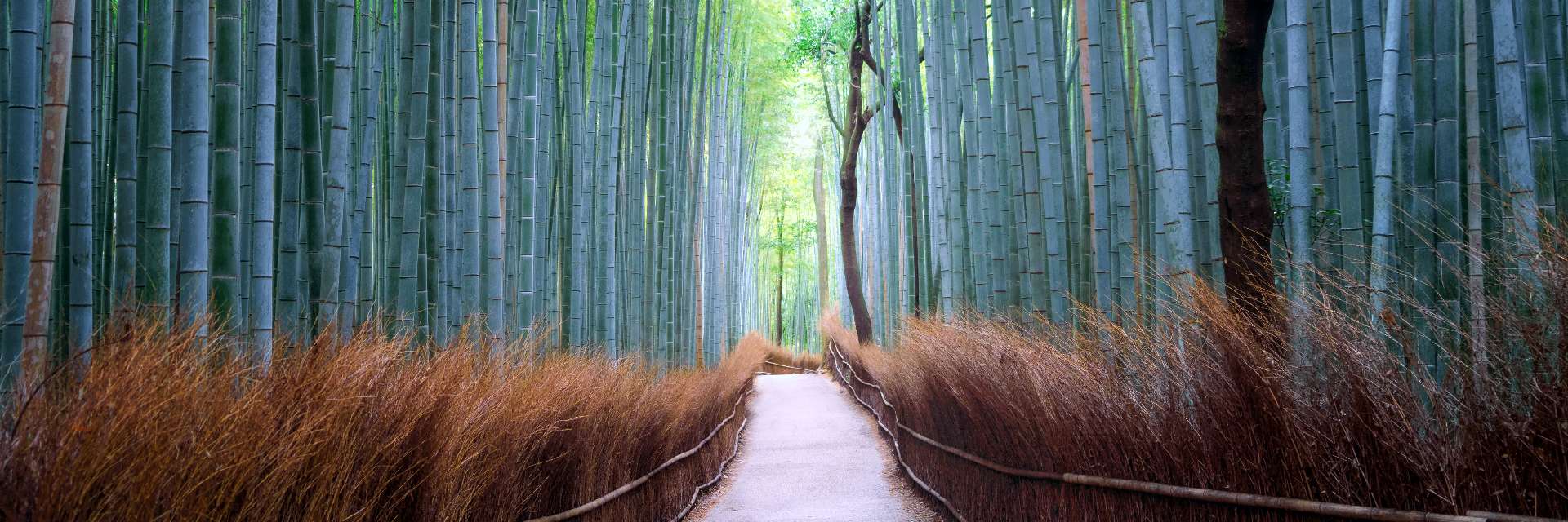 Arashiyama-Bamboo-Grove