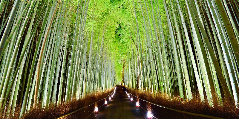 night view of the bamboo forest of Kyoto