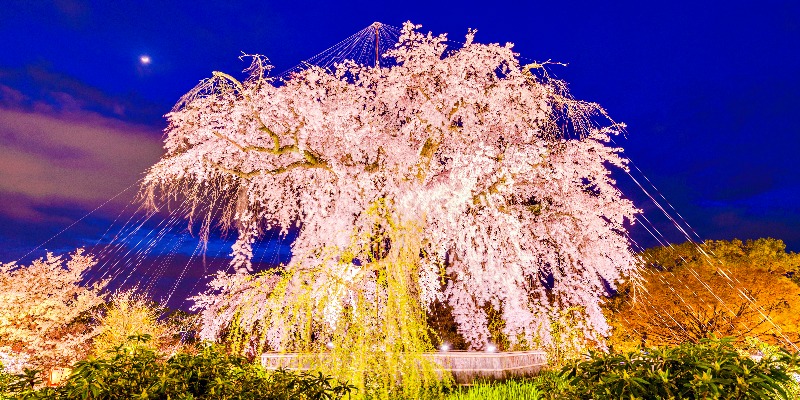 Maruyama-Park-in-Kyoto