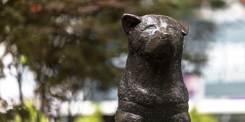 Hachiko