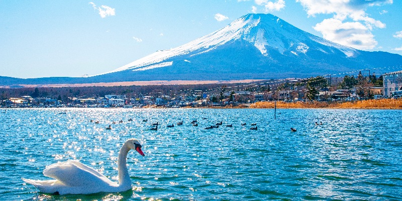 Beautiful swans at Lake Yamanaka, Mount Fuji