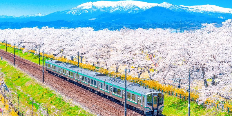 JR Tohoku train with full bloom of sakura