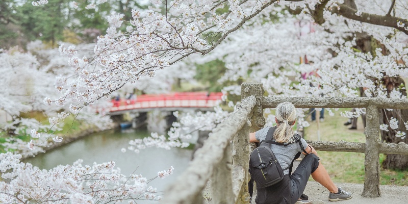 Cherry Blossoms at Hirosaki Castle Park