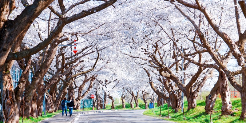 Sakura trees along Ono River