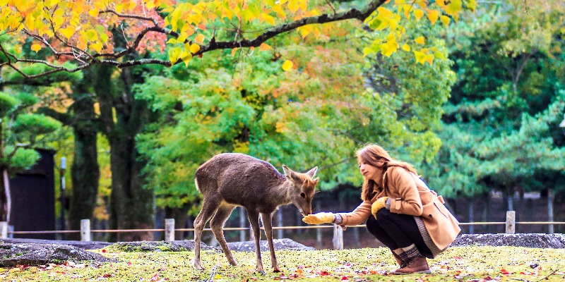 Visitors-feed-wild-deer-in-Nara1