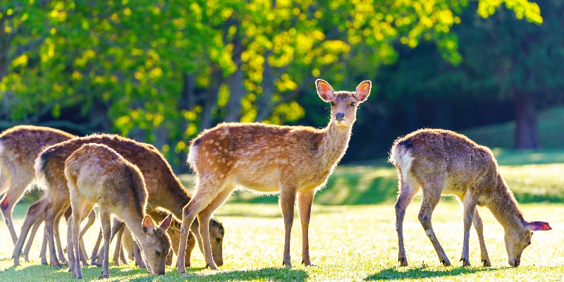Deer-in-Nara-Park