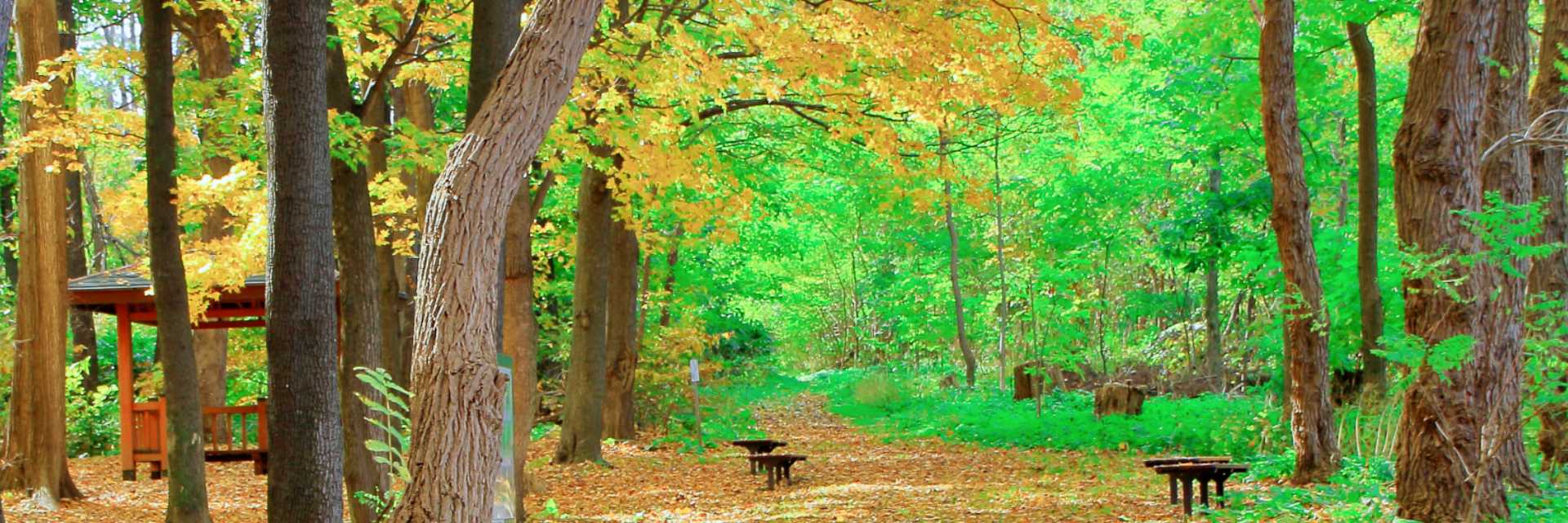 Autumn-scenery-of-Sapporo-Maruyama-Park