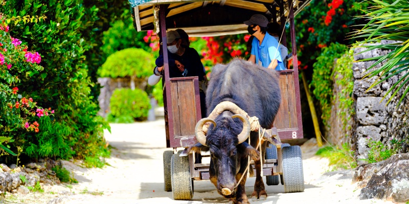 water buffalo cart on Taketomi Island