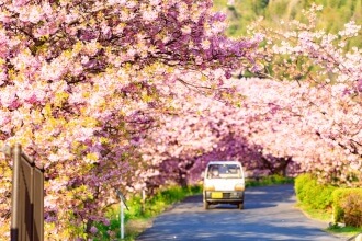 japan-sakura