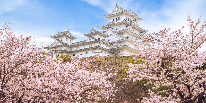 Himeji-Castle-with-beautiful-cherry-blossom