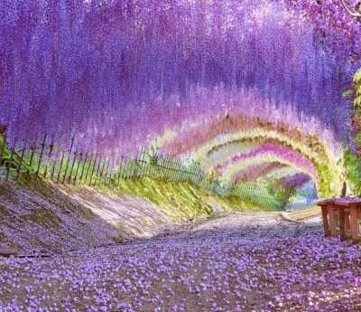Kawachi Wisteria Garden