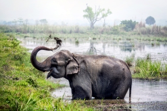 Chitwan Jungle