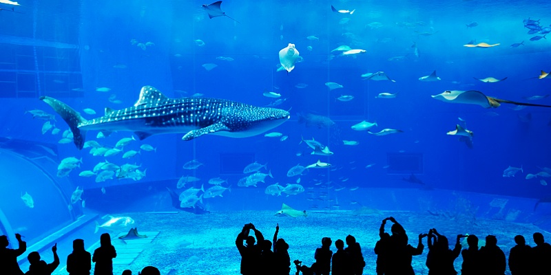 Osaka Kaiyukan Aquarium