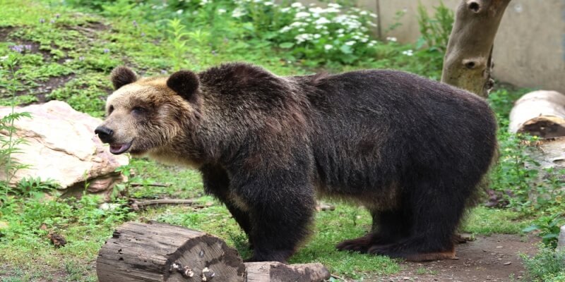 Asahiyama Zoo