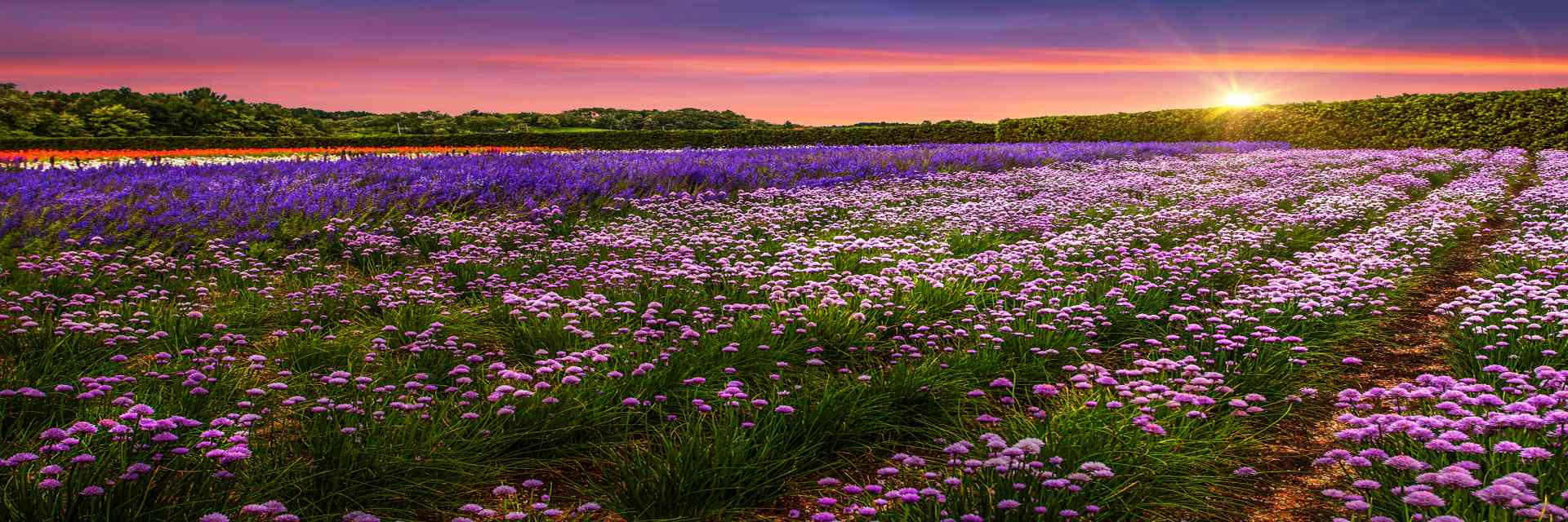 Furano Lavender Fields 2