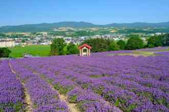 Furano flower