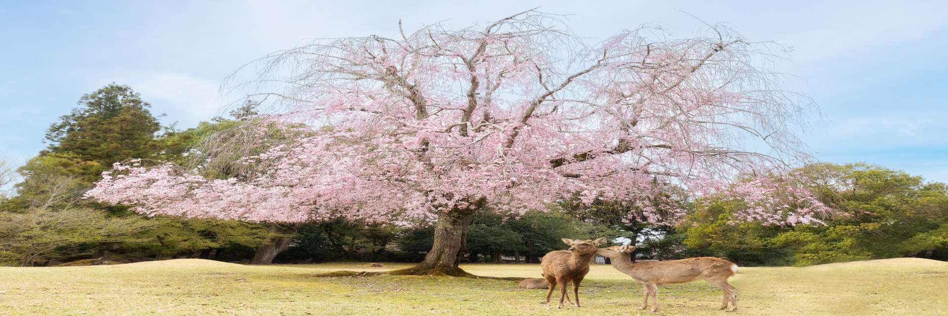 Nara Park 1