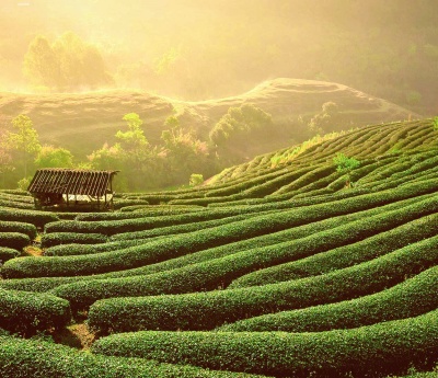 Uji Tea Plantations