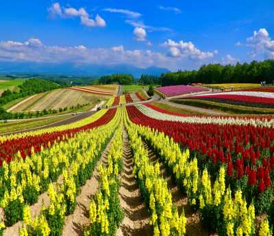 Patchwork Road