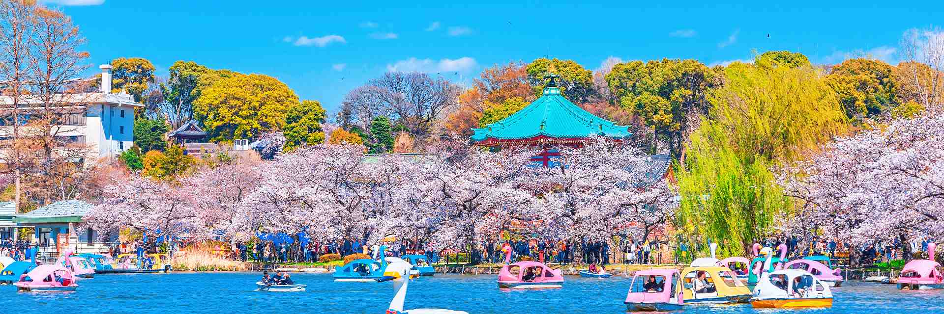 cherry blossoms in Ueno park