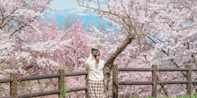 cherry blossoms in Tendo Park or Maizuru Park