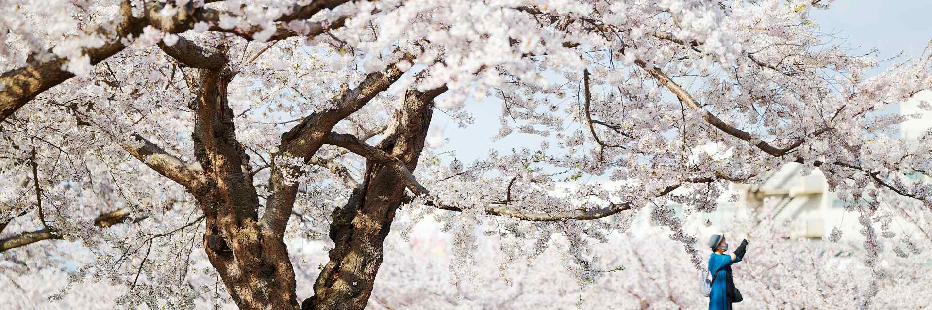 cherry blossoms in japan1