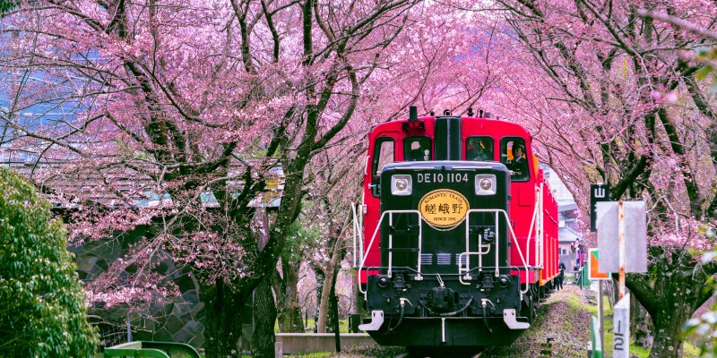 Romantic train runs through tunnel of cherry blossoms