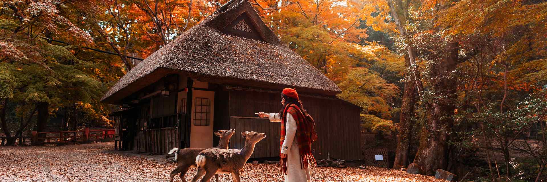 feeding deer during the autumn foliage at Nara