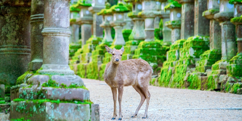 Deer in downtown area of Nara