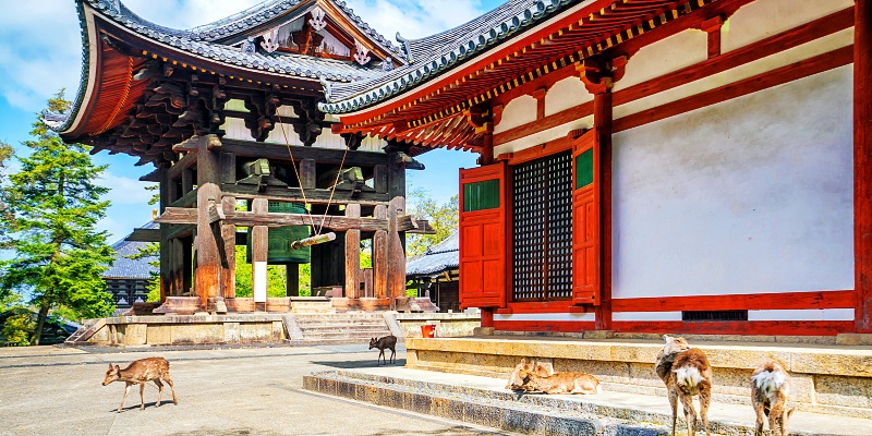 Deer at Todaiji temple in Nara, Japan