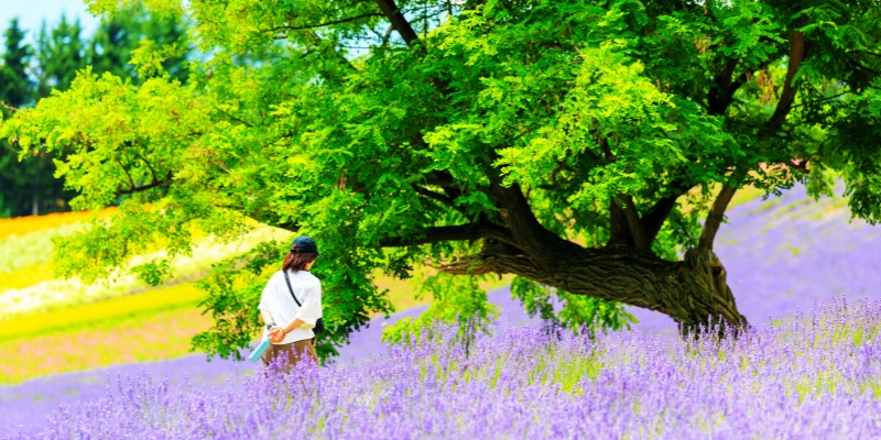 lavender garden in furano hokkaido