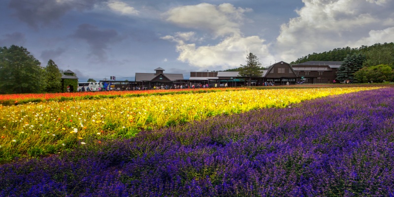 Farm Tomita