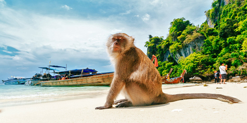 monkey-beach