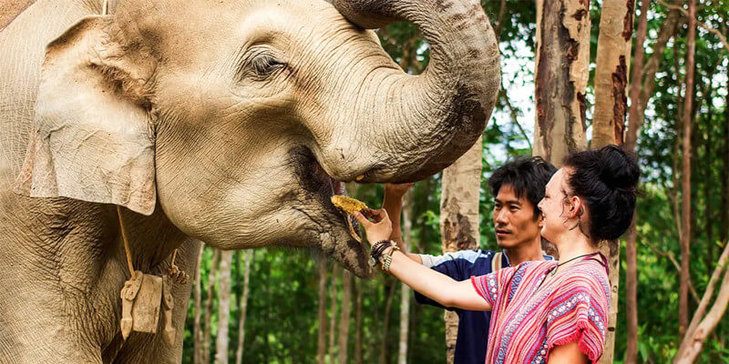 Elephant Jungle Sanctuary