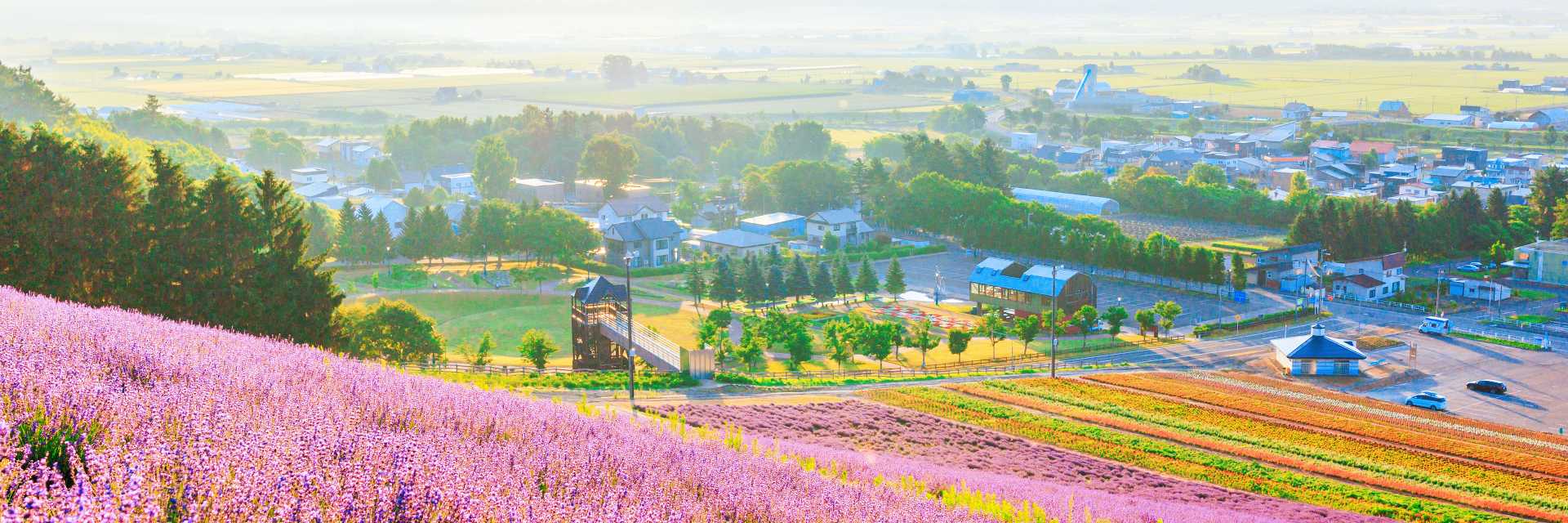 lavender garden in furano hokkaido1