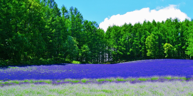 Scenery from Hokkaido, Furano, Tomita Farm