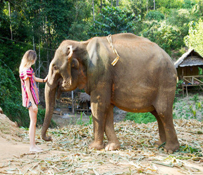 Elephant Jungle Sanctuary