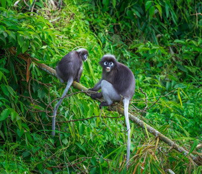 Wild Animals in Khao Sok