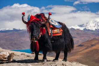 Yak