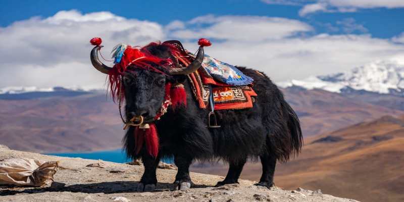 Lhasa