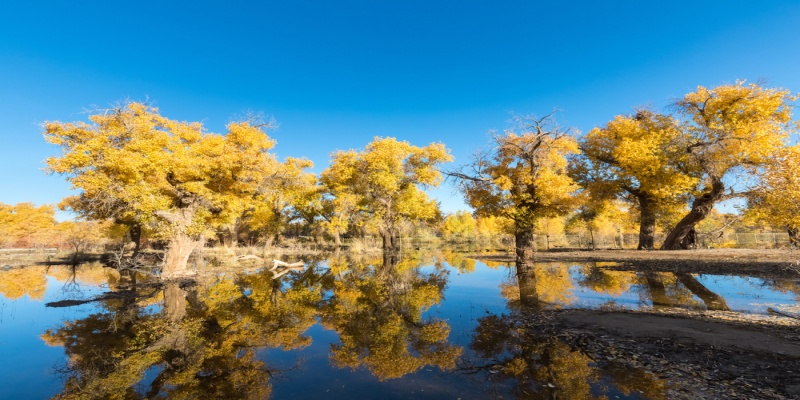 Tarim Poplar Forest Park