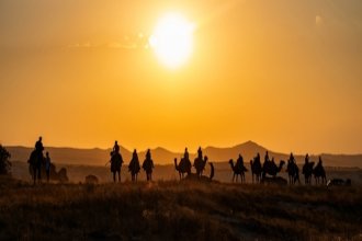 Desert Camel