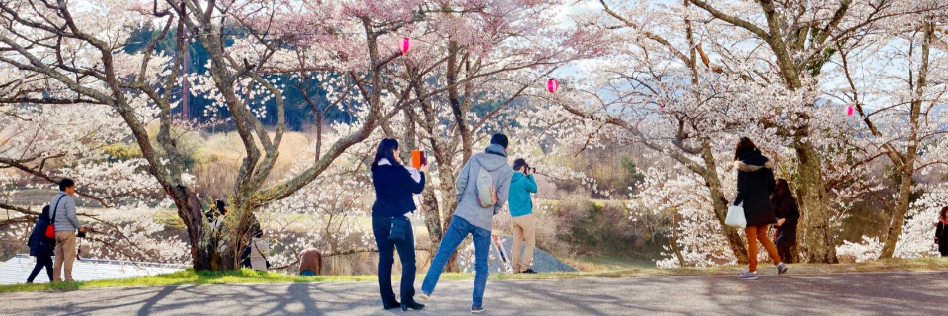 cherry blossom