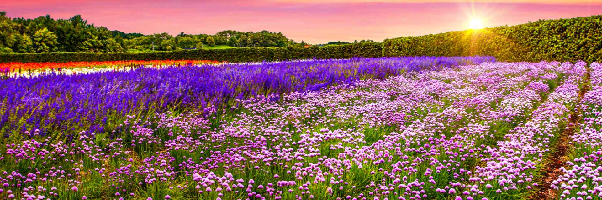 Furano Lavender Fields 2