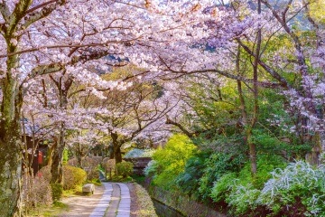 Kyoto Cherry Blossoms