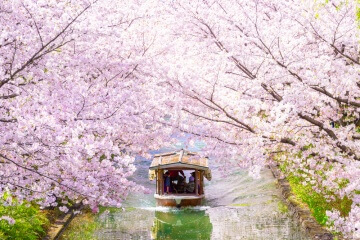 Kyoto Cherry Blossom