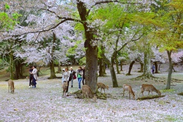 Nara