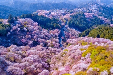 Yoshino Mountain