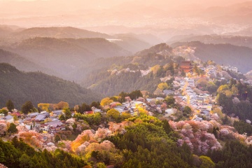 Mount Yoshino Sakura