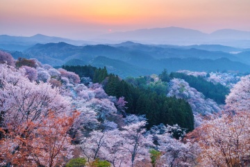 Yoshino Spring Tour